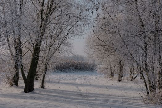 A tranquil winter scene of snow-covered trees in a peaceful rural setting.