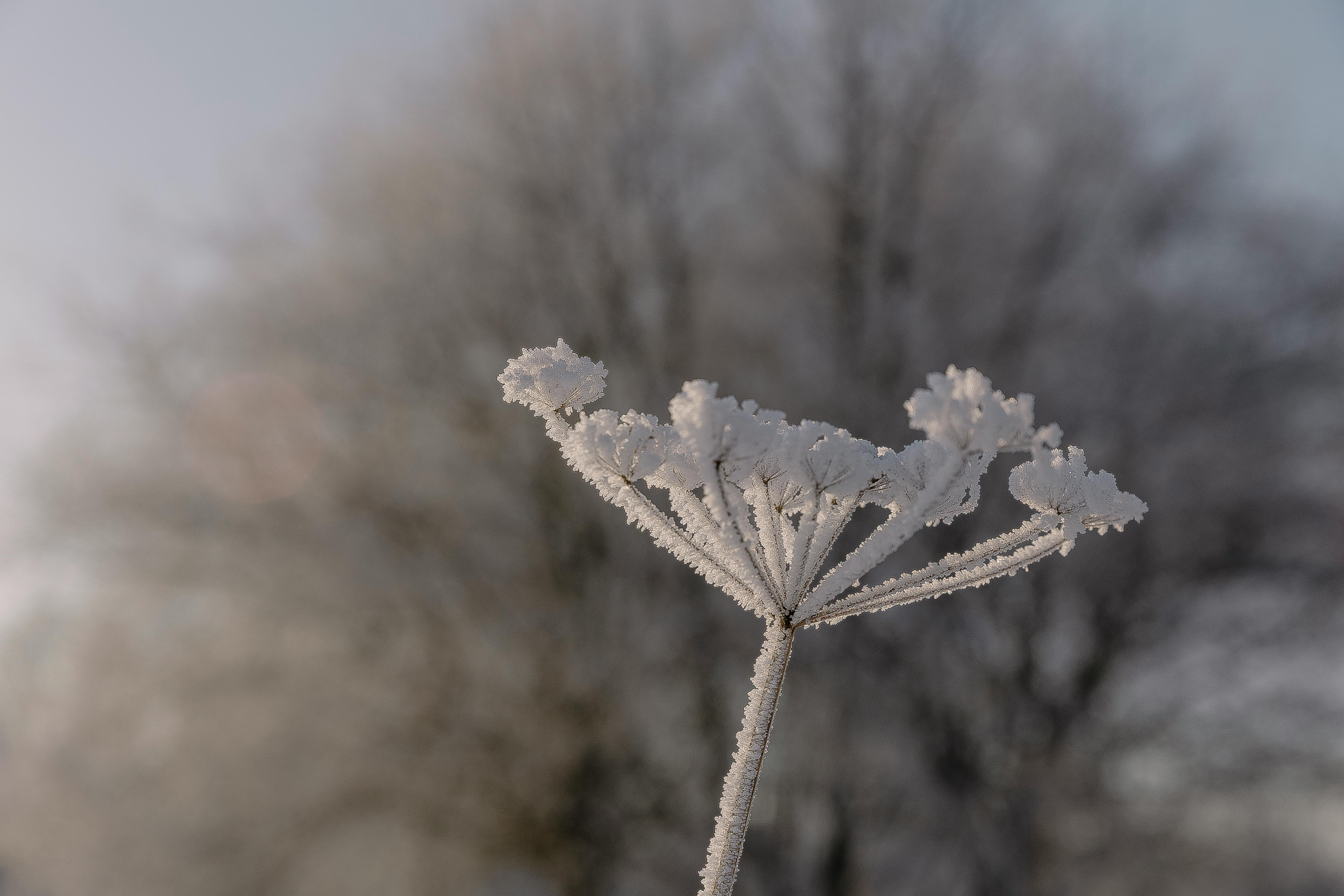 Flower Backgroundstars Photos, Download The BEST Free Flower