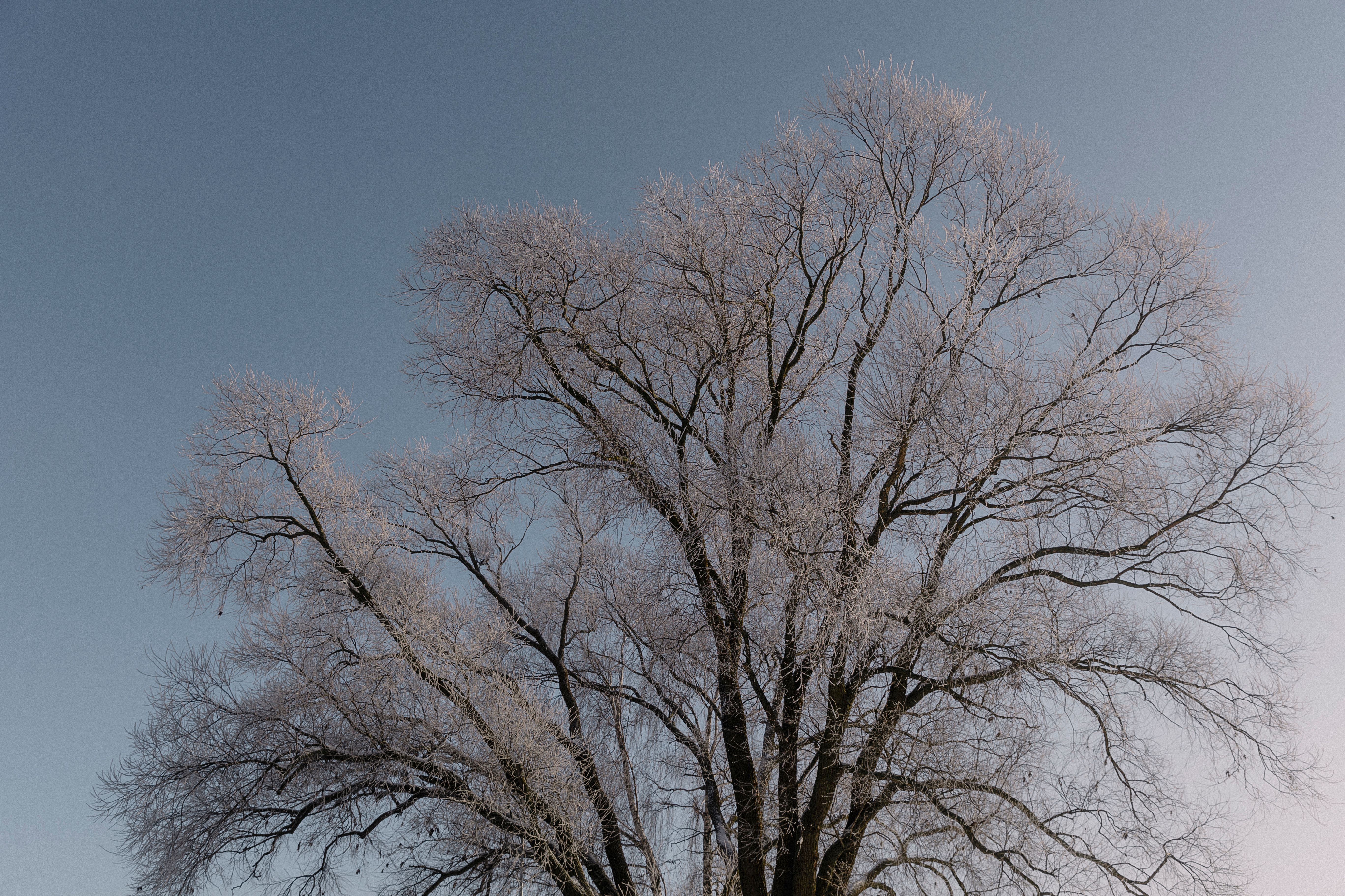 Photo of a Treetop in Winter · Free Stock Photo