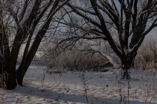 A peaceful winter morning scene with snow-covered trees in a rural setting, showcasing natural beauty.