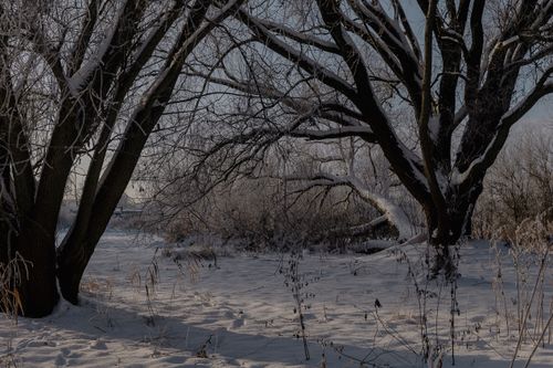 Free A peaceful winter morning scene with snow-covered trees in a rural setting, showcasing natural beauty. Stock Photo