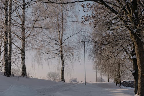 Fotobanka s bezplatnými fotkami na tému krajina, park, peší chodník