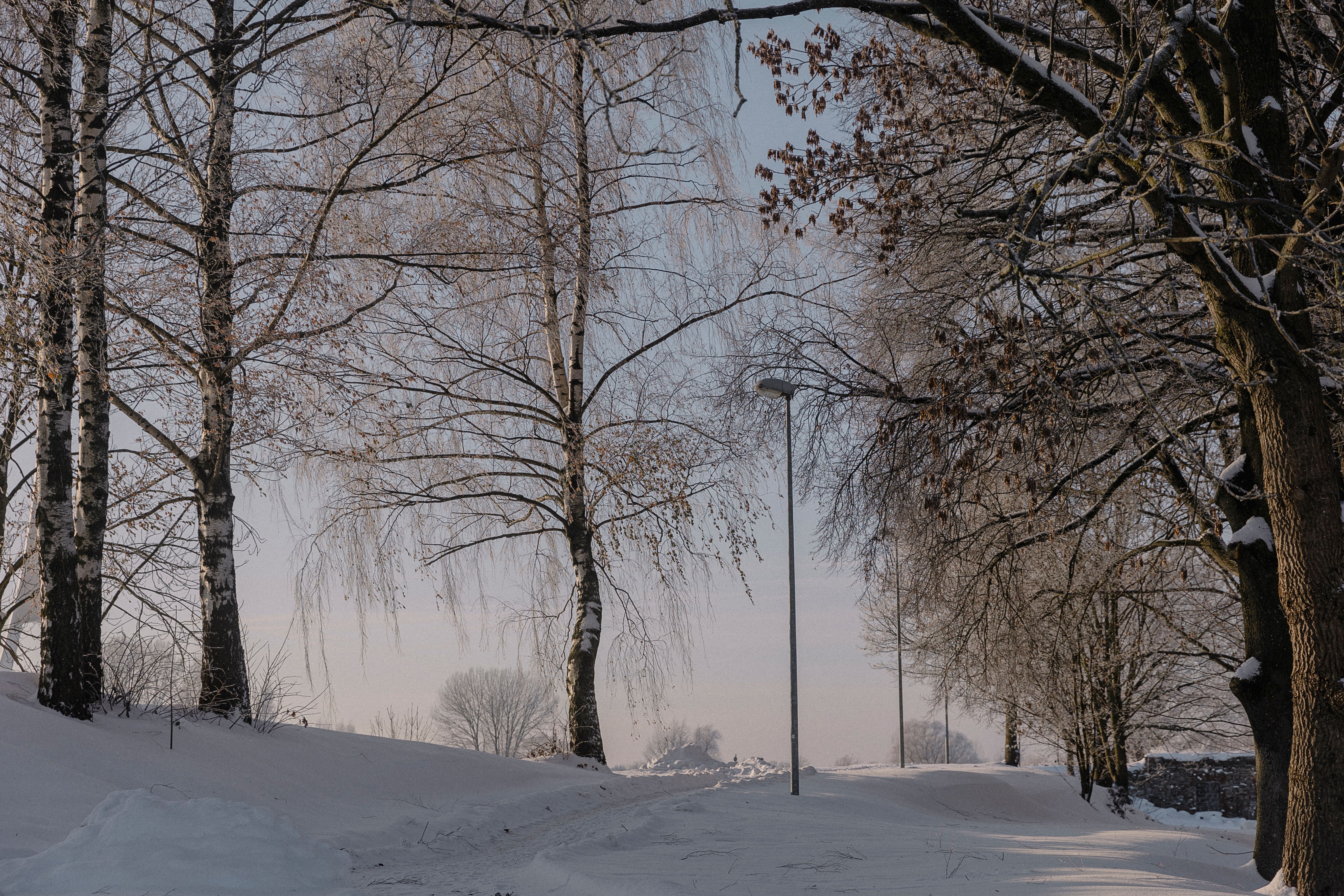 A snow covered street with trees and a pole · Free Stock Photo