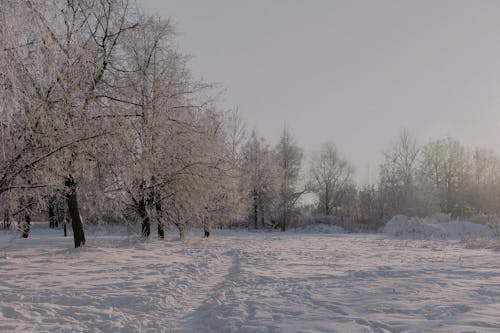 Бесплатное стоковое фото с ветвь, деревья, зима