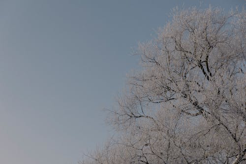 Gratis lagerfoto af forkølelse, gren, himmel