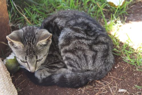Free stock photo of cat, cat breeds, panthera domestica Stock Photo