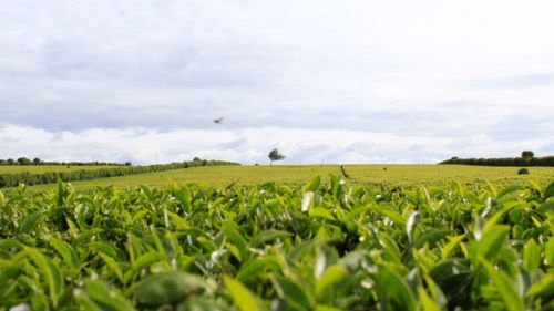 Free stock photo of black tea, kenyan tea, kericho tea Stock Photo