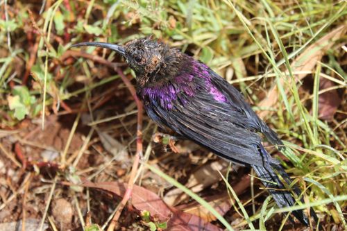 Free stock photo of bee hummingbird, hummingbird, hummingbird beak Stock Photo