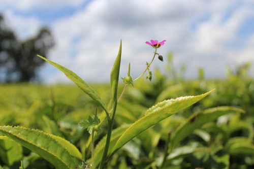 Free stock photo of black tea, kenyan tea, kericho tea Stock Photo