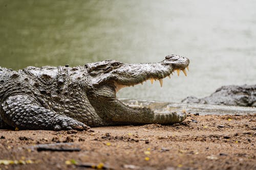 Imagine de stoc gratuită din aligator, animal, apă curgătoare