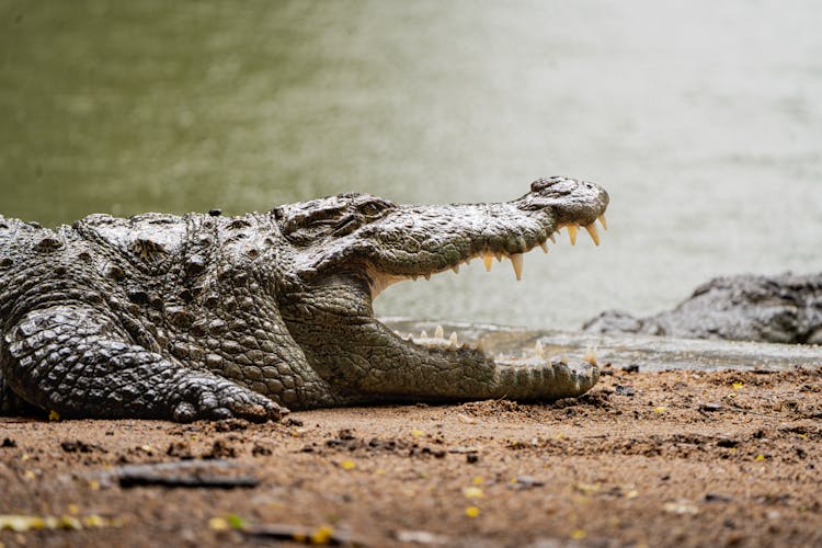 Alligator On Bank Near River