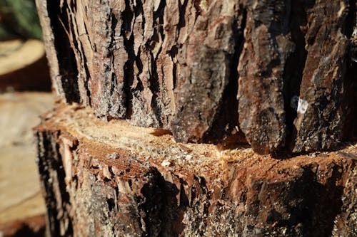 Ingyenes stockfotó egy fa halála, fa, föld témában