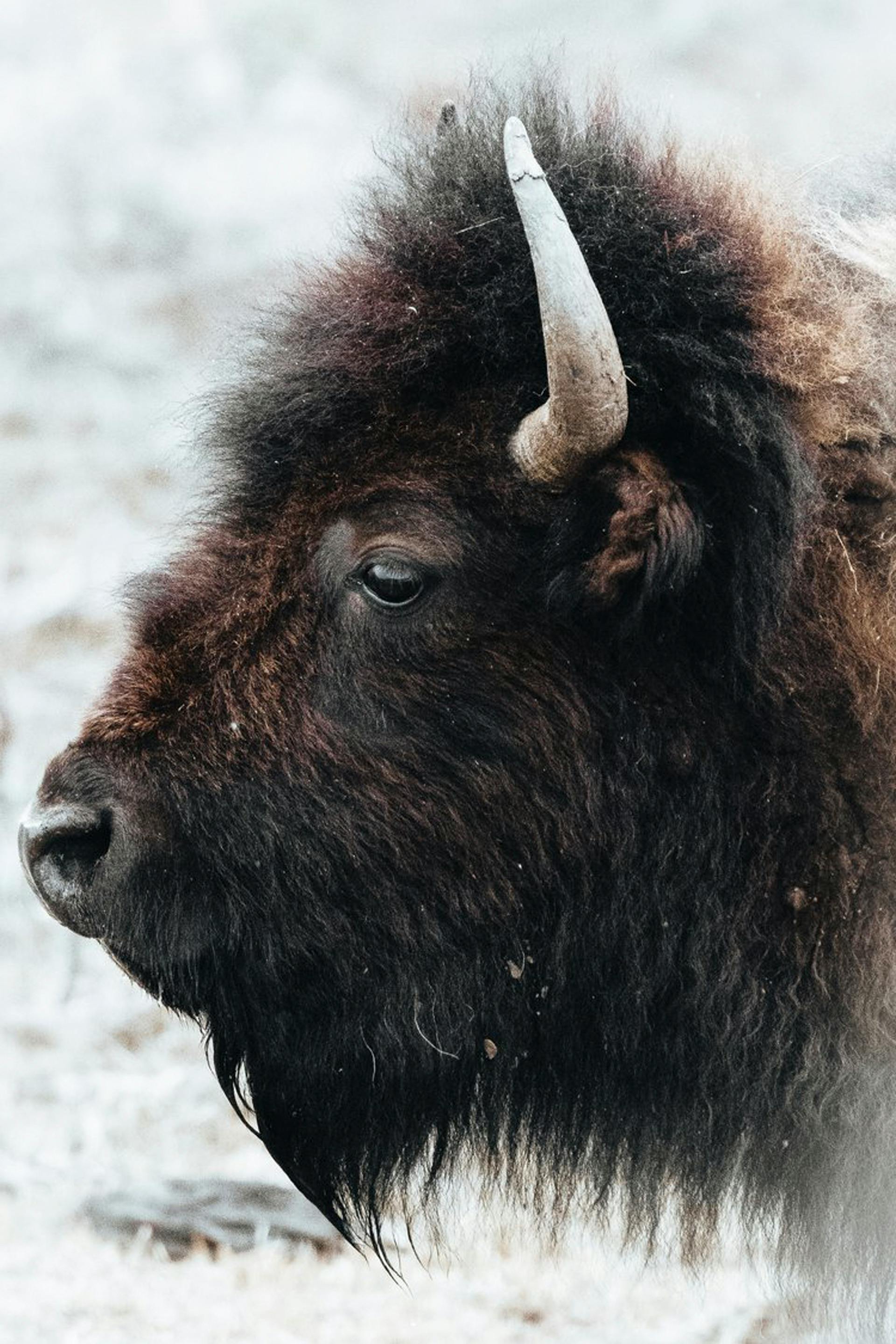 Gratuit Photos gratuites de amérique du nord, animal, bête Photos