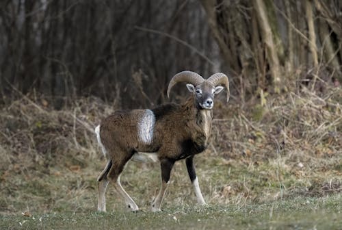 Bighorn Sheep in Nature