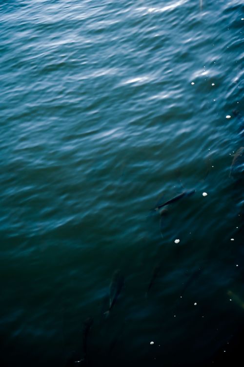 Free Dynamic water surface capturing rippling waves and texture, ideal for nature themes. Stock Photo