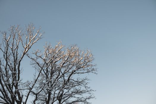 A tree with snow on it against a blue sky