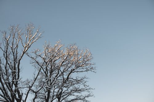 Free Tranquil winter landscape showing snow-covered tree branches against a clear sky in Riga, Latvia. Stock Photo
