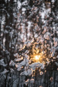 Ethereal winter scene with sunlit snow in a Riga, Latvia forest.