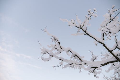 Snow on Bare Branches in Winter