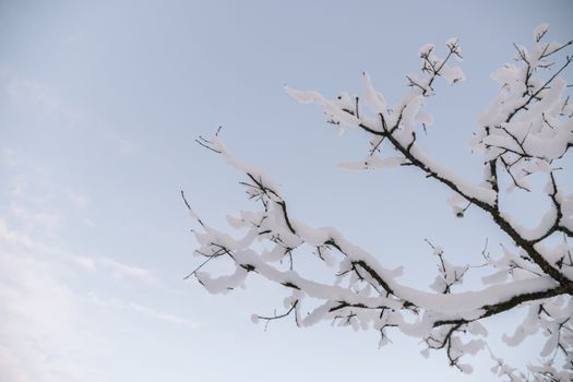 A close-up of bare branches covered in snow against a clear blue sky in Riga, Latvia.