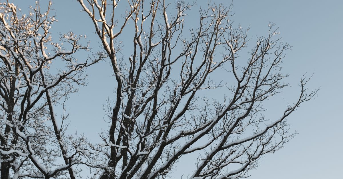 Bared Tree Bare Tree in Winter · Free Stock Photo