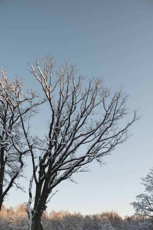 Free Snow-covered bare trees under a clear winter sky in Riga, Latvia. Stock Photo