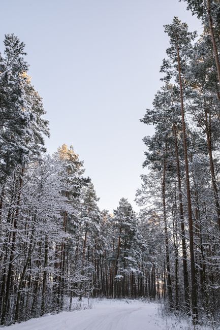 Serene winter forest with snow-covered trees and a clear sky in Riga, Latvia.