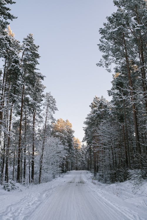 Photos gratuites de à feuilles persistantes, arbres, forêt