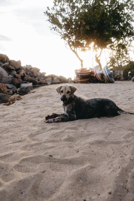 A dog lying on a sandy beach with calm sunset light and trees in the background.