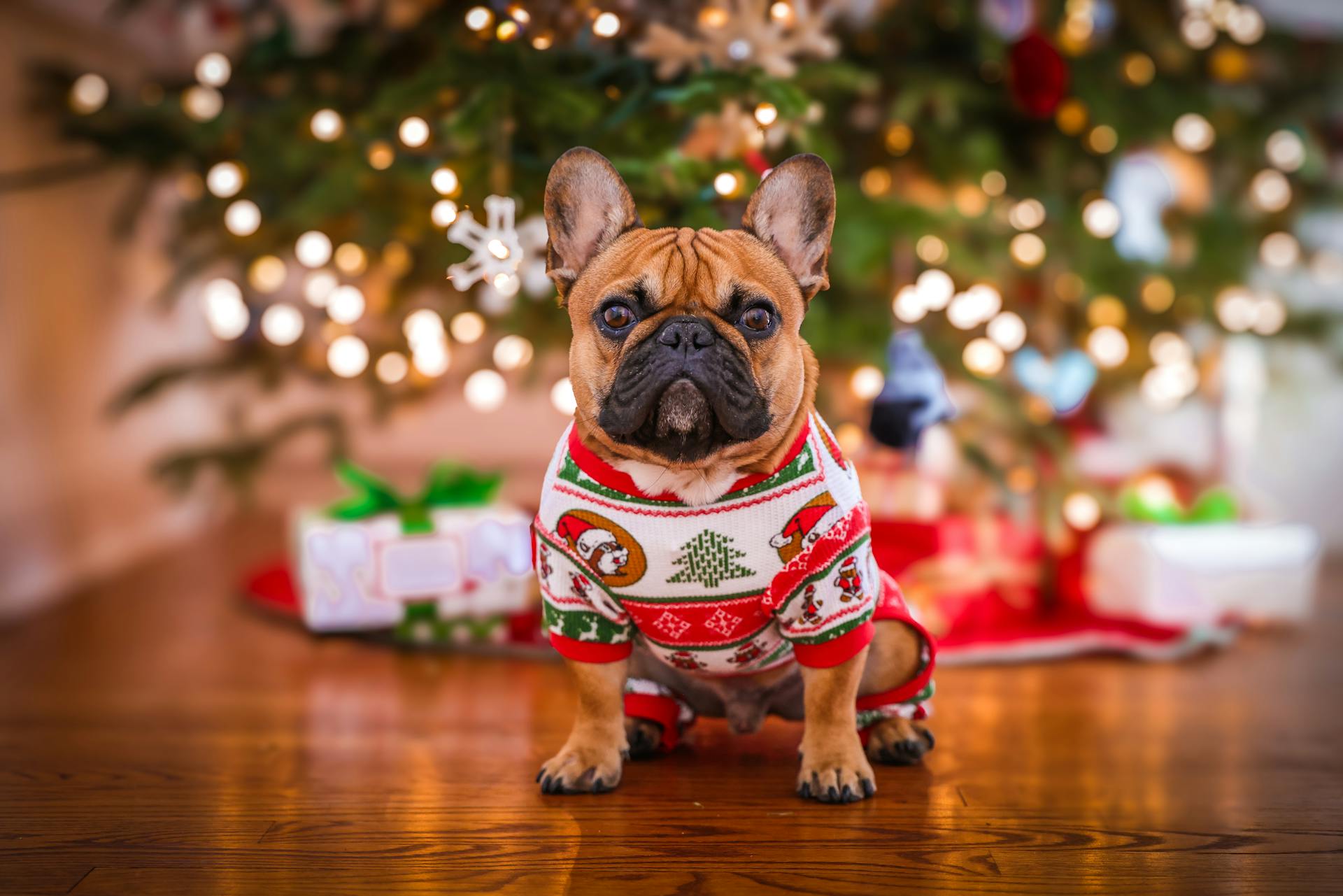 French Bulldog in Christmas Clothes