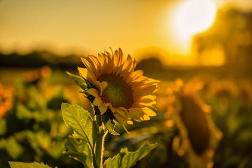 Close-up of Sunflower in the Field at Sunset 