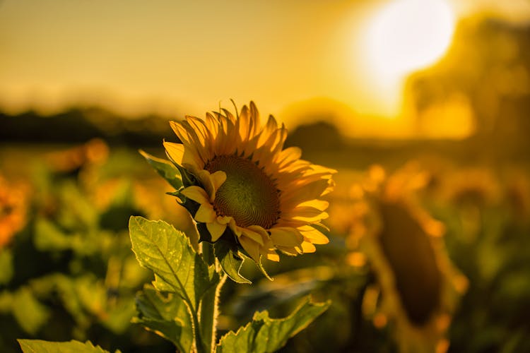 Close-up Of Sunflower In The Field At Sunset 