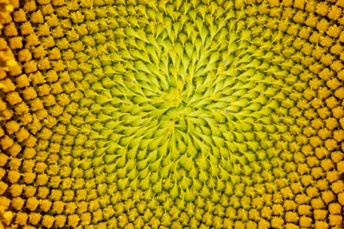 Extreme Close up of Sunflower