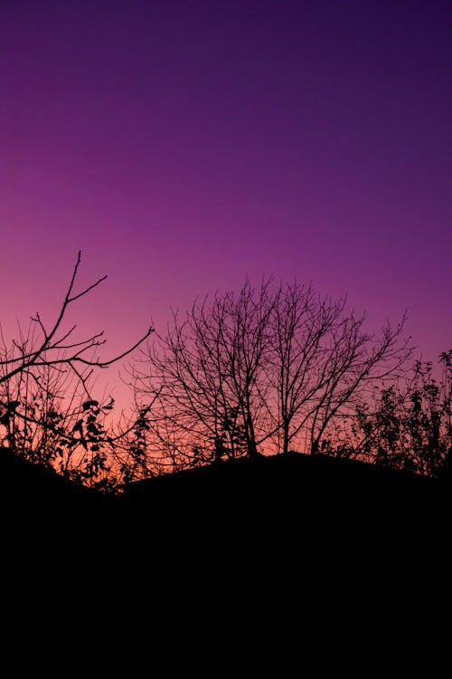 Foto profissional grátis de alvorecer, árvores, cair da noite