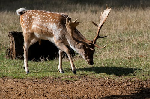 Buck of Fallow Deer