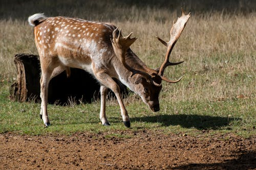 Foto profissional grátis de cervo, chifres, dama dama