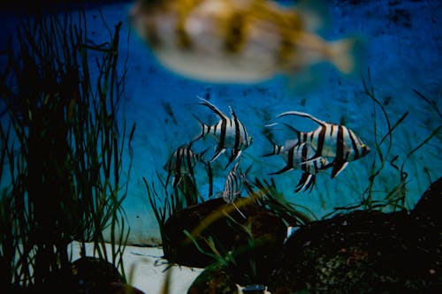 คลังภาพถ่ายฟรี ของ enoplosus armatus, การถ่ายภาพสัตว์, ตื้นเขิน