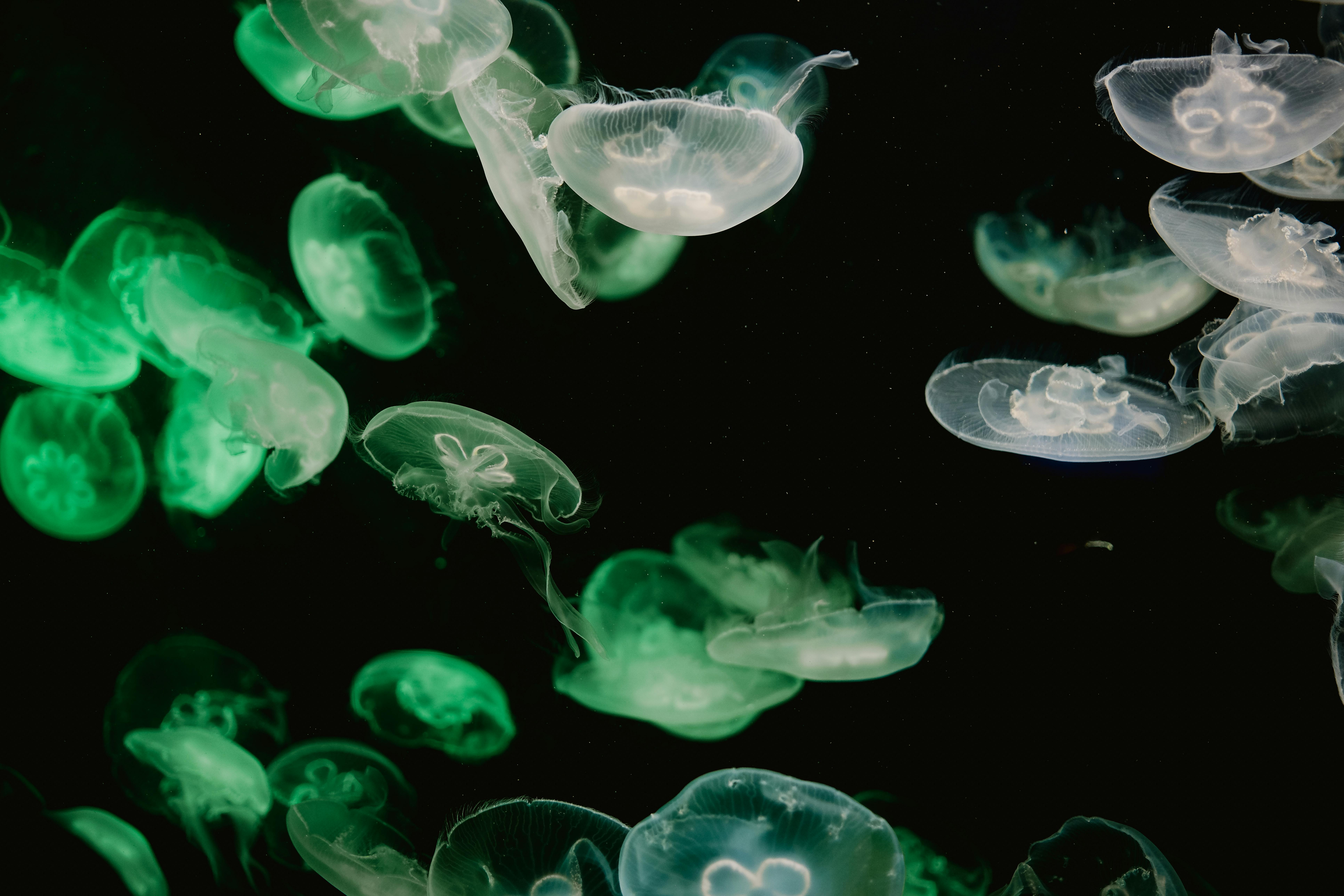 Moon jellyfish swimming in a serene underwater environment with green lighting.