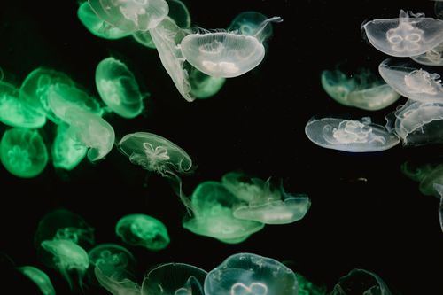 Free Moon jellyfish swimming in a serene underwater environment with green lighting. Stock Photo