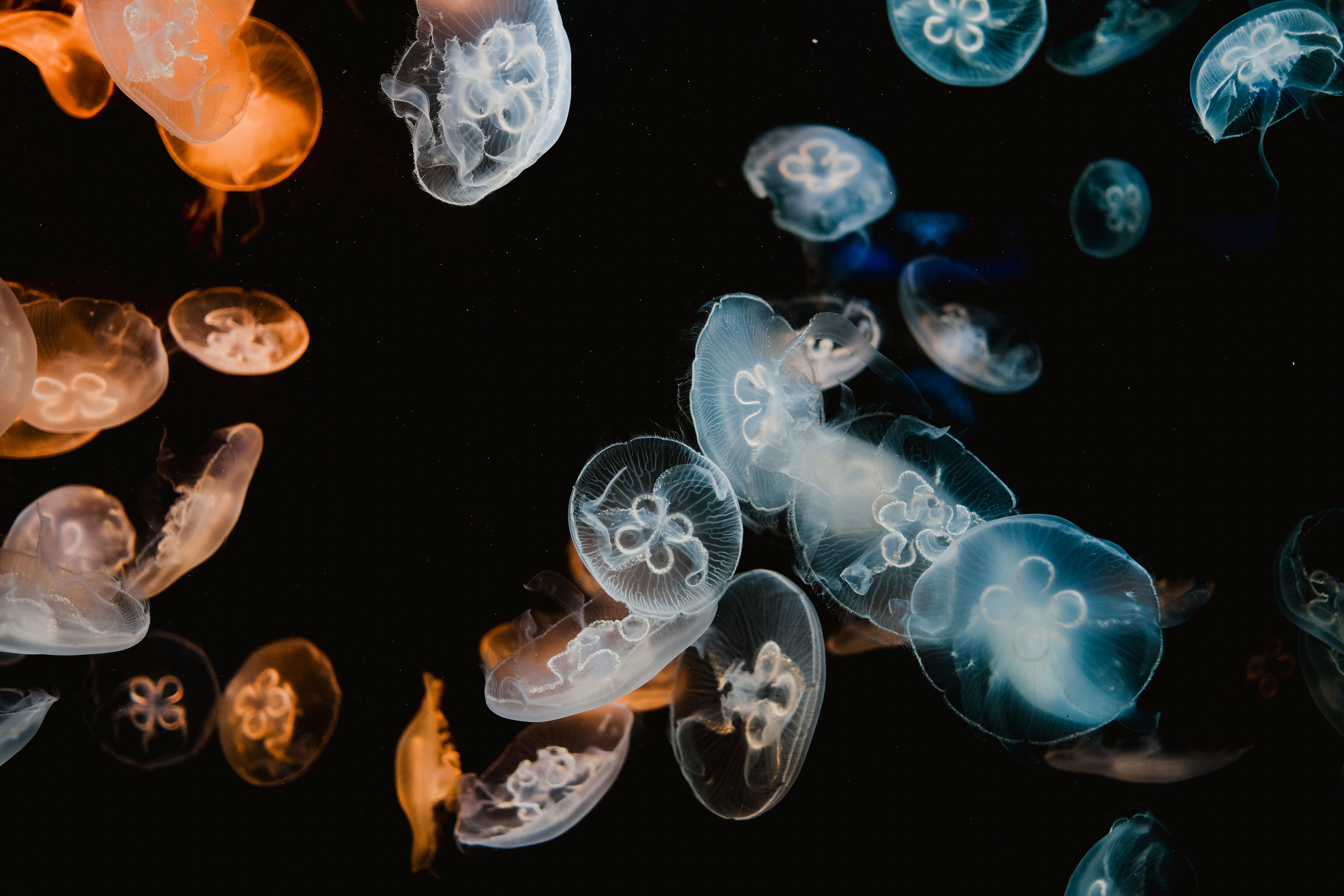 Close-up view of vibrant jellyfish gracefully swimming underwater in dark ocean backdrop.