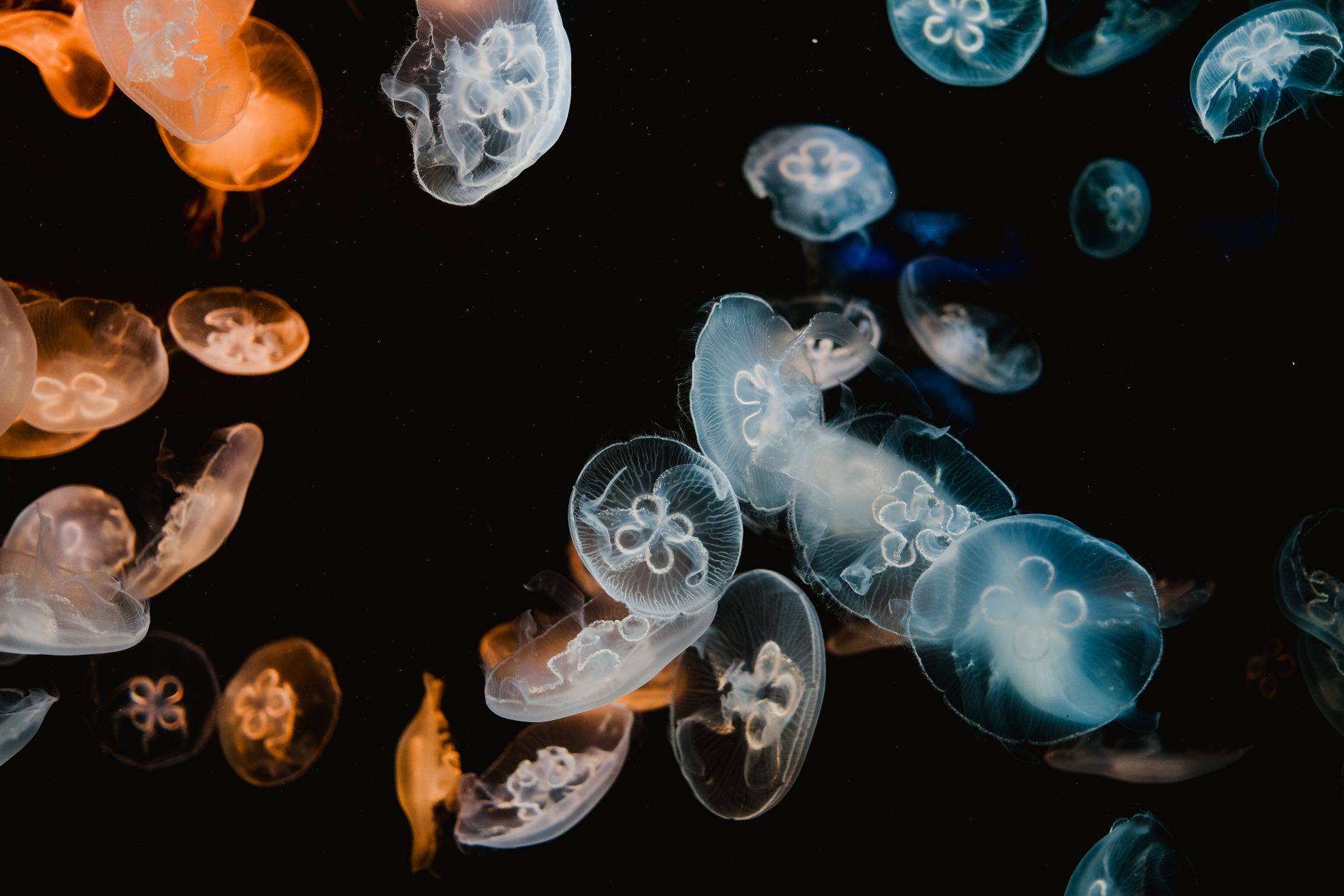 Close-up view of vibrant jellyfish gracefully swimming underwater in dark ocean backdrop.