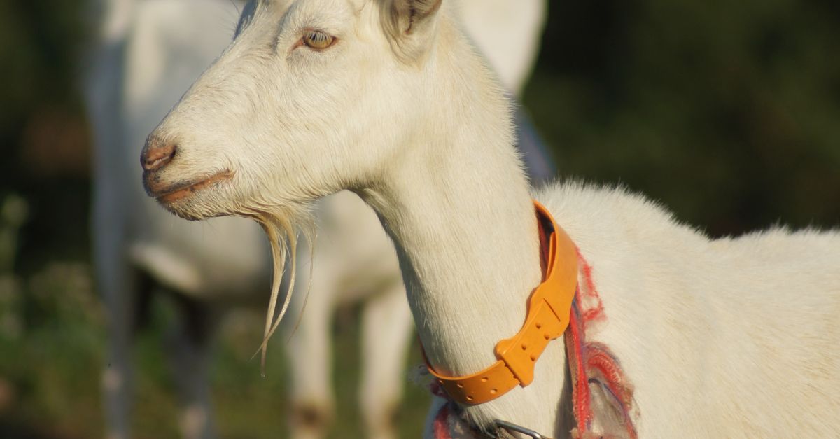 Goats Neck A goat with a collar on its neck · Free Stock Photo