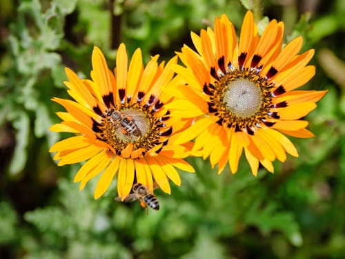 곤충, 꽃, 꽃무늬의 무료 스톡 사진