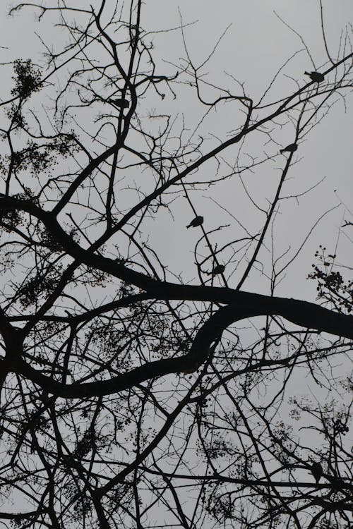 Бесплатное стоковое фото с вертикальный выстрел, ветви, голый