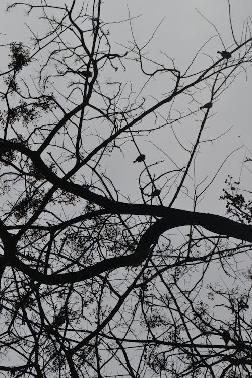 Fotobanka s bezplatnými fotkami na tému bosý, čierny a biely, príroda