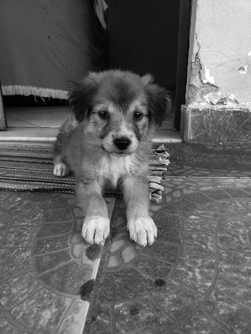 Puppy Lying Down in Black and White