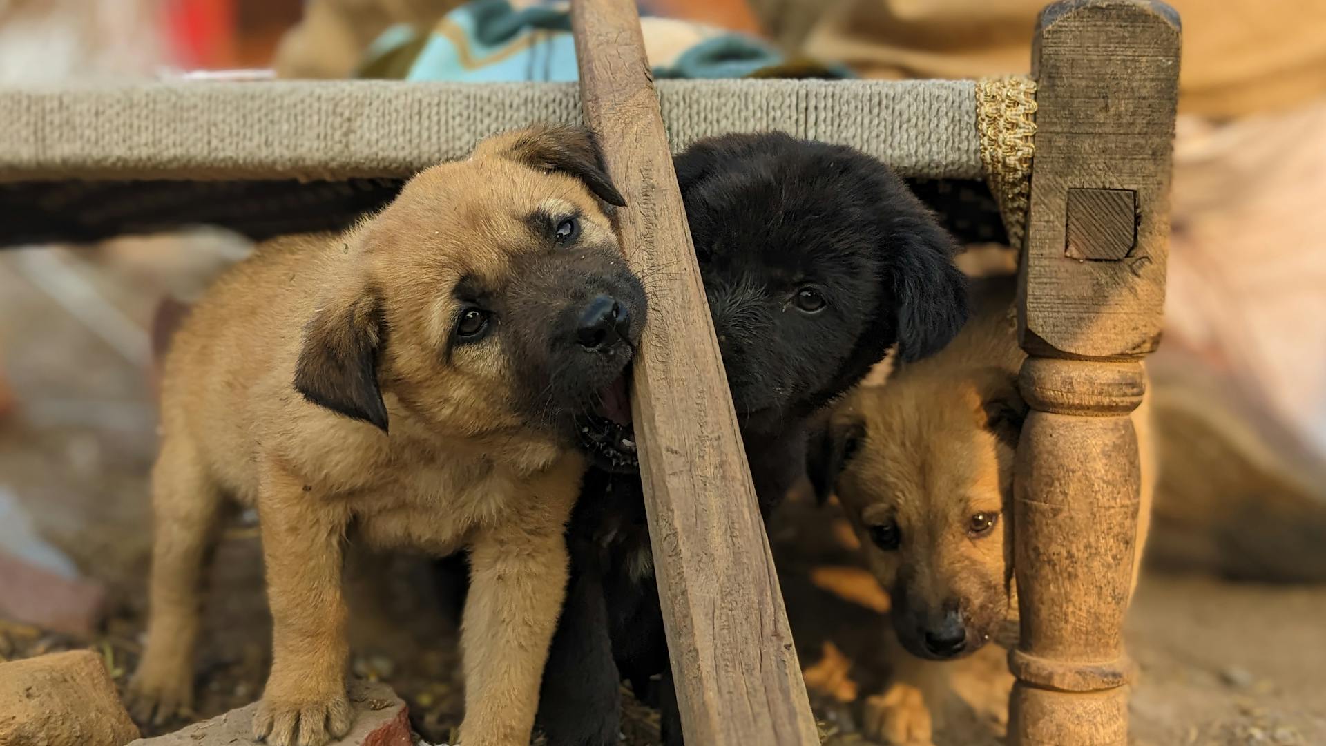 Petits chiots ensemble