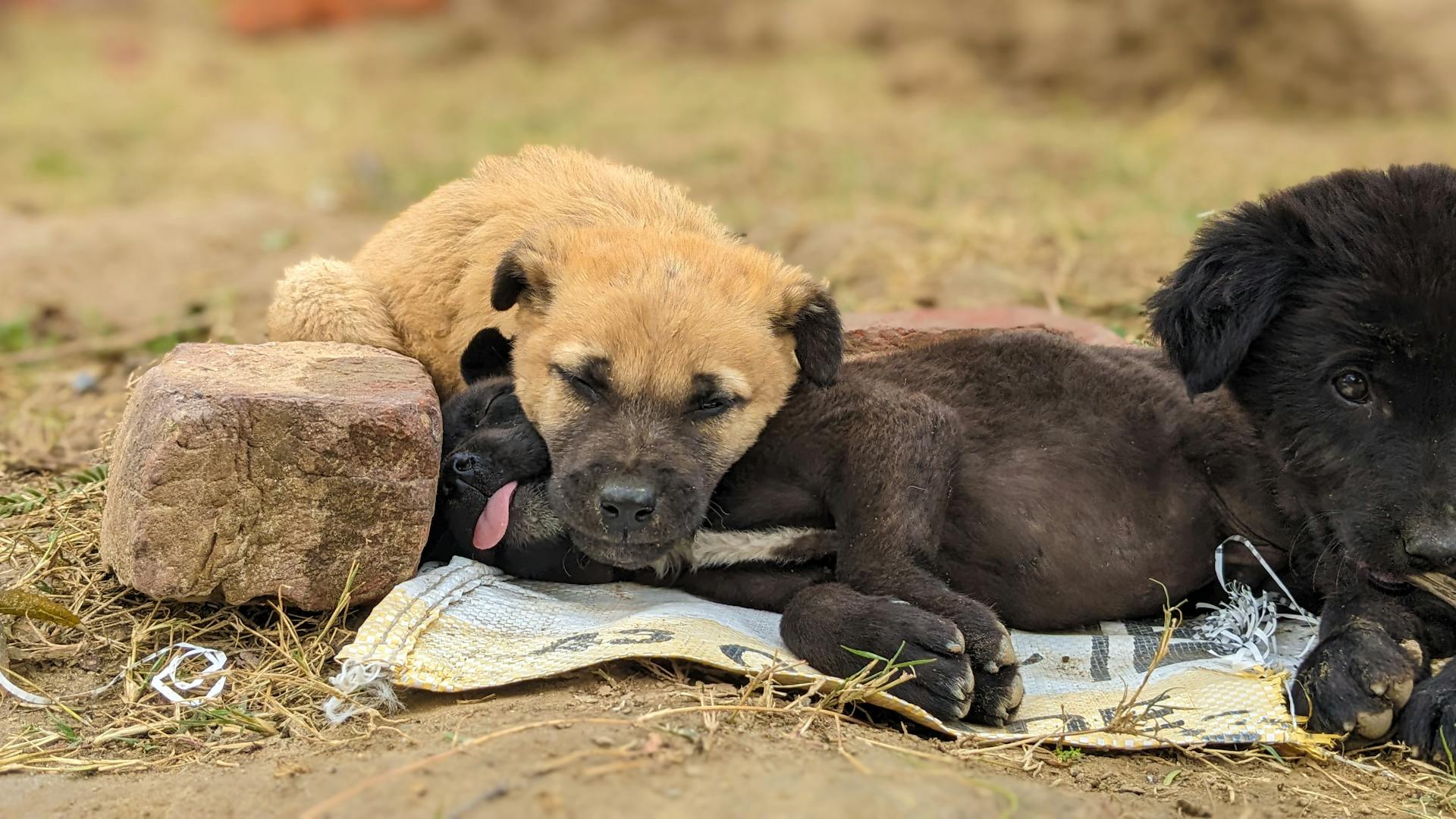 Puppies Lying Down on Ground