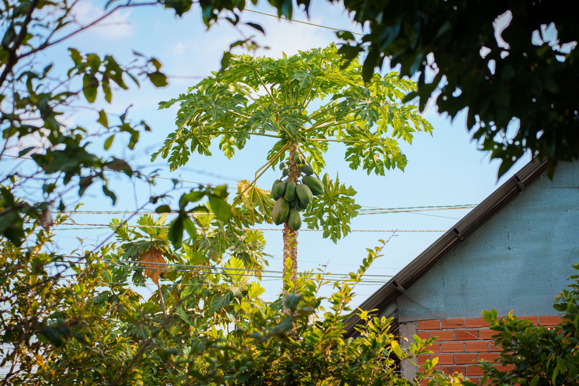 Papaya tree with fruit next to a house in Long An, Vietnam under clear blue sky.