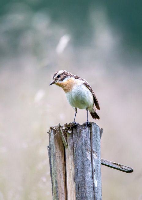 A whinchat bird gracefully perched on a wooden post in a natural setting, showcasing wildlife beauty.